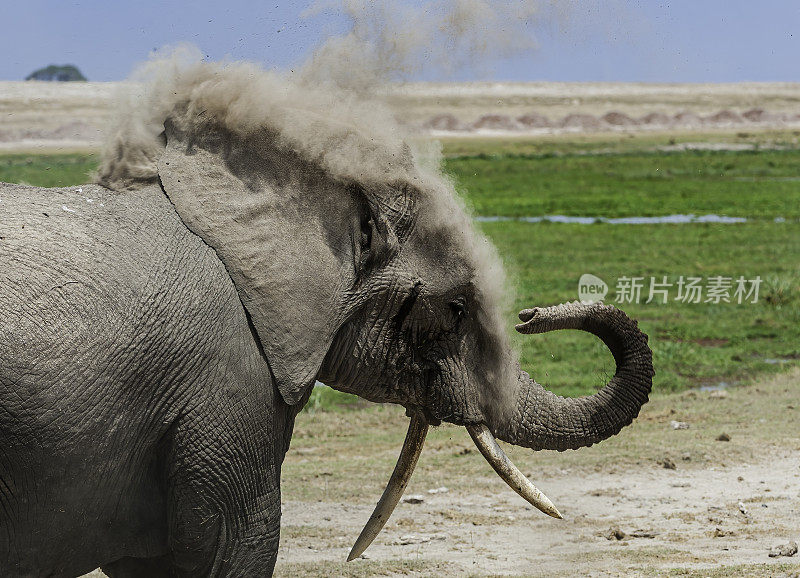 非洲丛林象或非洲草原象(Loxodonta africana)是两种非洲象中较大的一种。肯尼亚安博塞利国家公园。大象用鼻子掸去身上的灰尘。